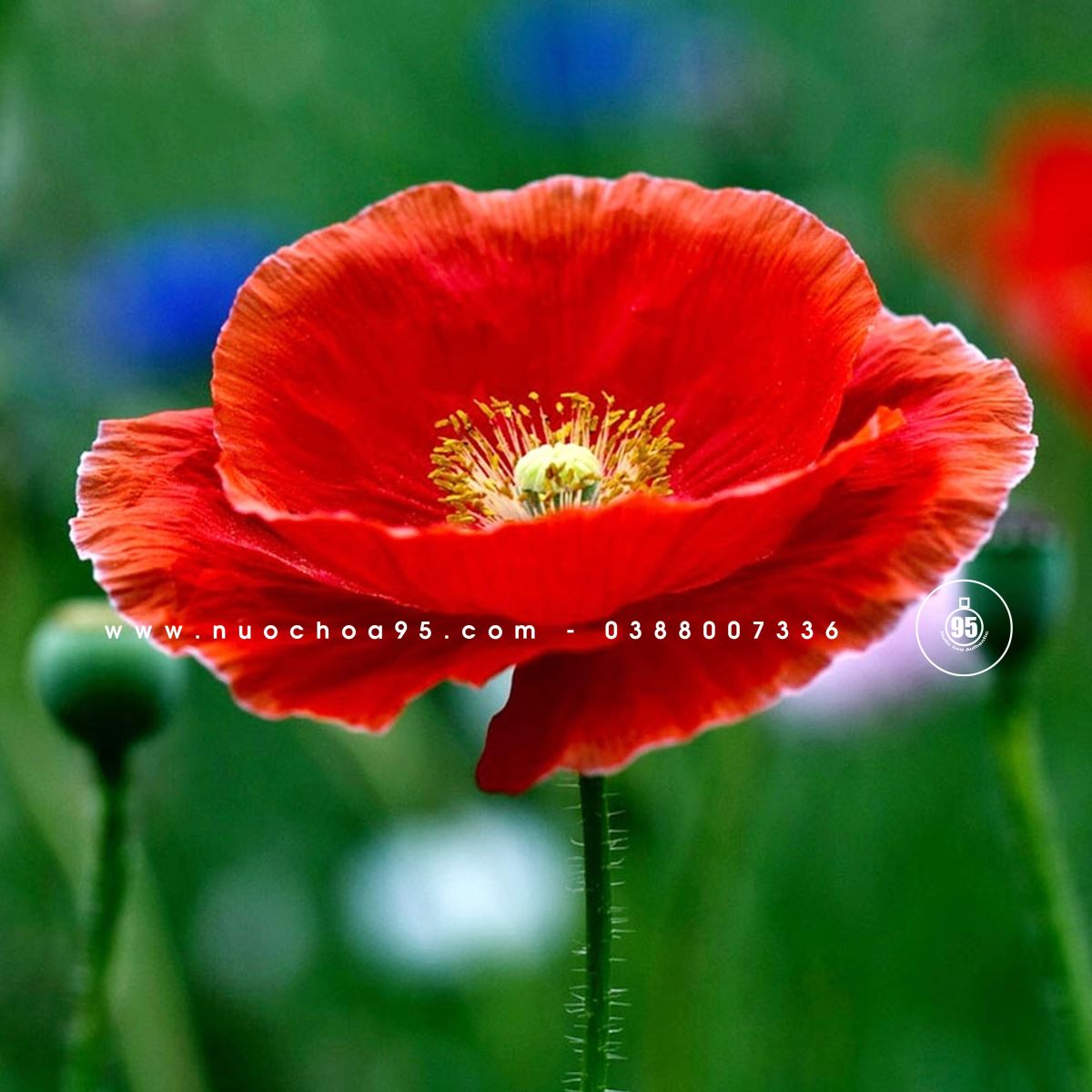 Hoa anh túc đỏ (Red Poppy)